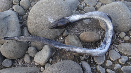Fatlips swamp eel (Ophisternon aenigmaticum) — Synbranchidae — 4