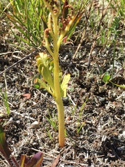 Botrychium michiganense