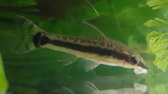 Dwarf Otocinclus photo 2