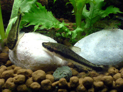 Dwarf Otocinclus photo 3