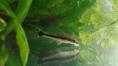 Dwarf Otocinclus photo 5