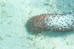 Holothuria isuga
