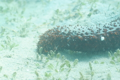 Holothuria isuga
