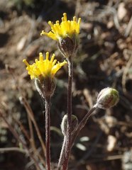 Hymenopappus filifolius lugens
