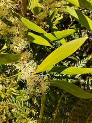 Hakea salicifolia