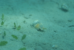 Gibberulus gibberulus