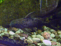 Ocellated Synodontis photo 1