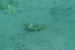 Gibberulus gibberulus