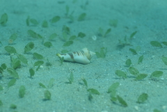 Halophila decipiens