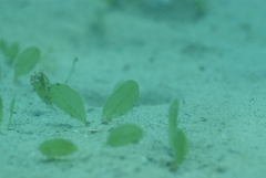 Halophila decipiens