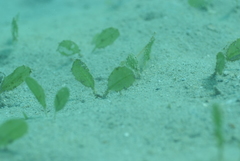 Halophila decipiens