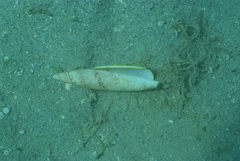 Terebellum terebellum