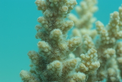 Acropora florida