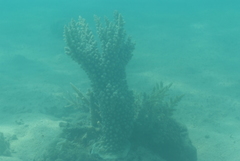 Acropora florida