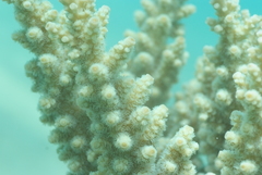 Acropora florida