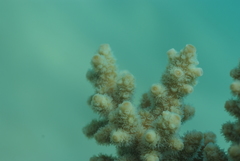 Acropora florida