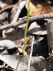 Pterostylis barbata