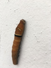 Papilio multicaudata