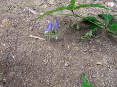 Aconitum stoloniferum