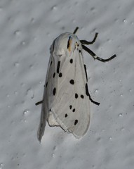 Ectypia bivittata