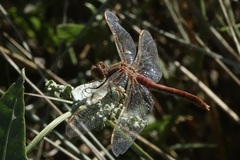 Sympetrum pallipes