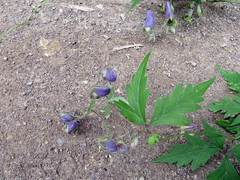 Aconitum stoloniferum