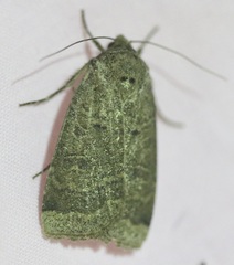 Abagrotis