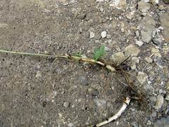Aconitum stoloniferum