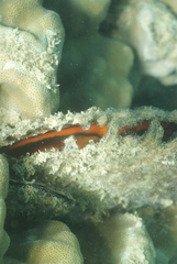 Pinctada margaritifera