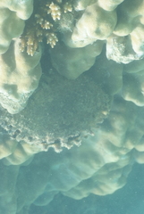 Pinctada margaritifera