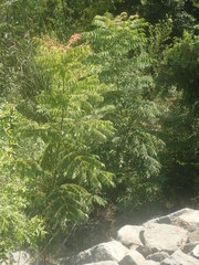 Koelreuteria bipinnata