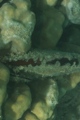 Pinctada margaritifera
