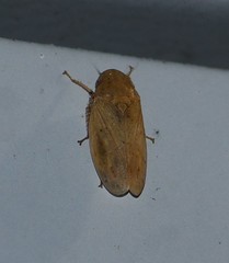 Negosiana dualis