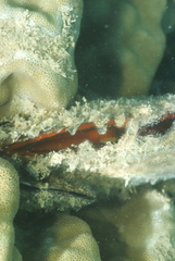 Pinctada margaritifera