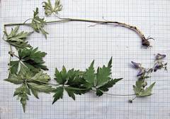 Aconitum stoloniferum