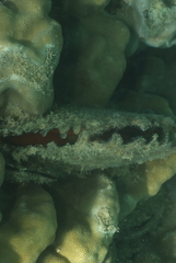 Pinctada margaritifera