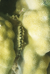 Pinctada margaritifera