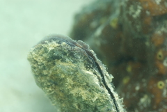 Malleus