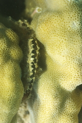 Pinctada margaritifera