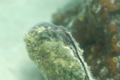 Malleus