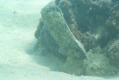 Malleus