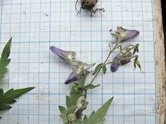Aconitum stoloniferum