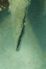 Malleus