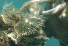 Pinctada margaritifera