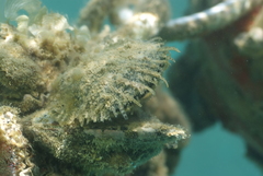 Pinctada margaritifera
