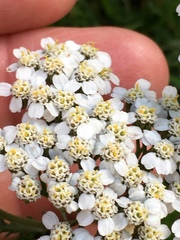Achillea millefolium