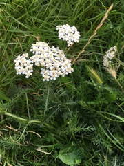 Achillea millefolium