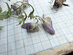 Aconitum stoloniferum
