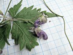 Aconitum stoloniferum