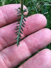 Achillea millefolium